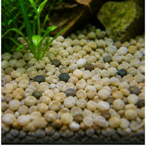 Akvariebunn arrondi dans un aquarium