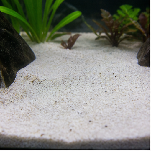 Akvariebunn clair dans un aquarium