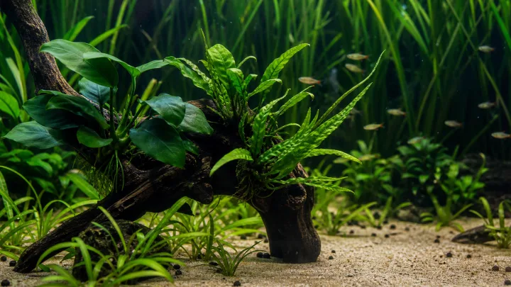 Enkle planter