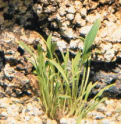 Cryptocoryne parva