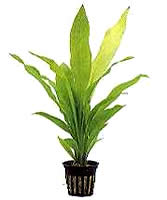 Echinodorus uruguayensis