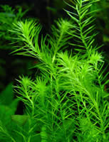 Mayaca fluviatilis