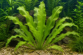 Aponogeton ulvaceus