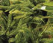 Ceratophyllum demersum