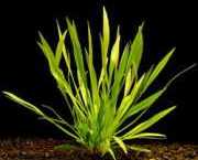 Echinodorus angustifolius