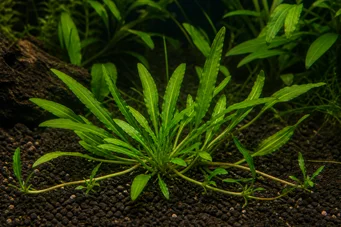 Echinodorus quadricostatus xinguensis