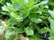 Echinodorus schlueteri