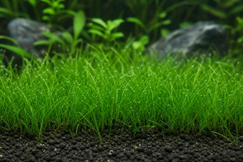 Eleocharis parvula