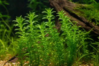 Elodea densa