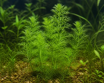 Hottonia inflata