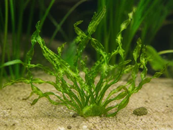 Vallisneria torta