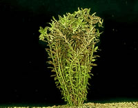 Rotala indica