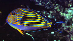 Acanthurus Lineatus (Stripete kirurg)