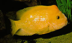 Amphilophus citrinellus (Amphilophus citrinelus)