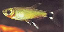 Aphyocharax paraguayensis (Hvit Ocel Tetra, Sun Tetra)