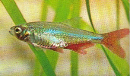 Aphyocharax rubripinnis