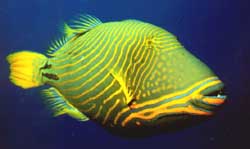 Balistapus undulatus (Bølgete)