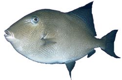 Balistes carolinensis (Svinekjøtt)