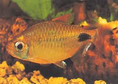 Bathyaethiops caudomaculatus (African Tetra-moon)
