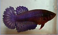 Betta splendens halfsun (Jagerfly)