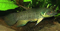 Betta trifasciata Jagerfly