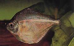 Brachychalcinus orbicularis (Characin Disc)