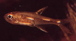 Brittanichthys sp Luminescerende streker tetra