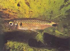 Brycinus macrolepidotus (Tetra med ekte skalaer)