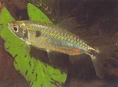 Brycinus schoutedeni (Brycinus med storslåtte skalaer)