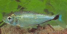 Brycon melanopterus