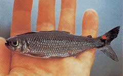 Brycon rubricauda (Brycon med røde finner)