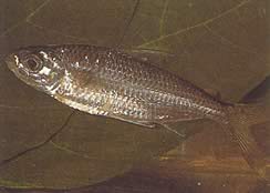 Bryconaethiops macrops (Tetra store maskerte øyne)