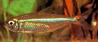 Bryconops affinis (Tapered Bryconops)