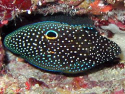 Calloplesiops altivelis (Komet)