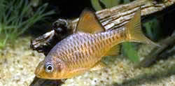 Capoeta oligolepis (Oligolepis skjegget)