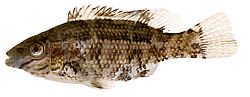 Centrolabus melops Vanlig Crenilabre