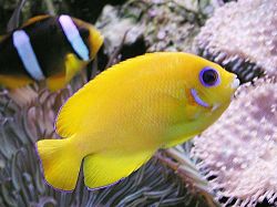Centropyge flavissimus (Gul)