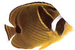 Chaetodon lunula (Stripete Chétodon)