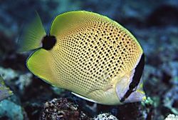 Chaetodon miliaris (Sitron shortbread)