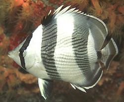 Chaetodon striatus