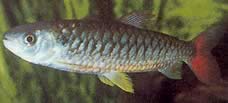 Chalceus erythrurus Chalceus med gule finner