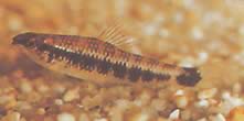 Characidium fasciatum (Characidium fascinert)