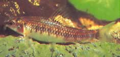 Characidium sp. C. purpuratum (Characidium sp. C. Purpratum)