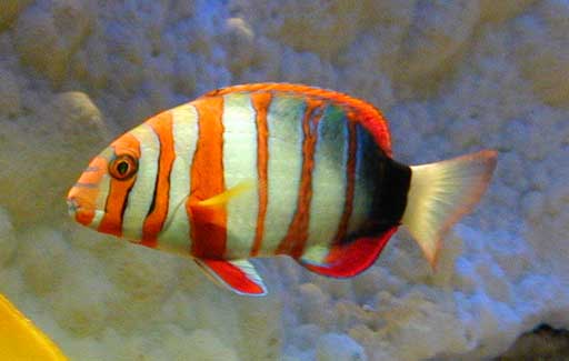 Choerodon sp (Løkke)