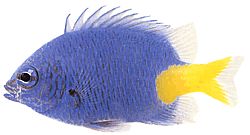 Chrysiptera parasema (Blå dame med gul hale)