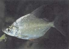 Citharinus citharus Høy rygg dritt