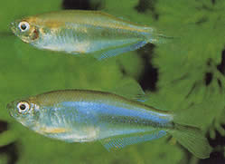Coelurichthys microlepis (Tetra Crer med små skalaer, Barberos)