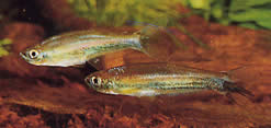Coelurichthys tenuis Tetra holdt, Tetra-Barberos