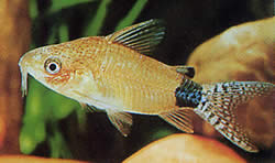 Corydoras guapore