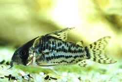 Corydoras schwartzi